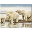 Bear Ceramic Tile Wall Mural PT500121. 24" W x 18" H (12) 6x6 tiles - Furniture4Design