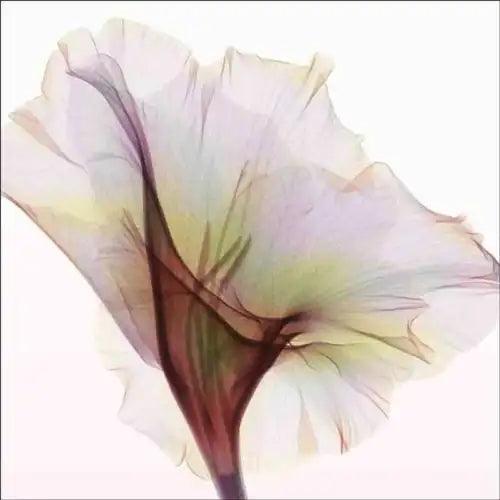 Gladiolus Accent & Decor Tile Hong Pham Floral Art OB-HP034bAT - Furniture4Design